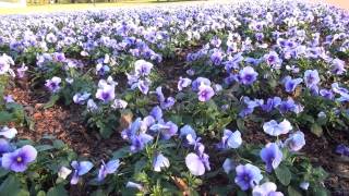 In the Garden with Dave Forehand Pansies and Violas [upl. by Annyahs]