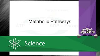 Metabolic Pathways Screencast [upl. by Calendre]