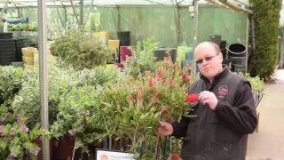 How to care for your Bottle Bush Callistemon [upl. by Nell917]