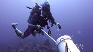 Hunting invasive Lionfish with PARALENZ camera [upl. by Roderich]