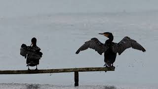 Cormorant [upl. by Raffo]