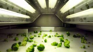 BEST Genius optical sorter  broccoli floretswmv [upl. by Mavra]