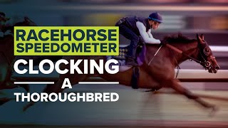 HOW FAST IS A HORSE TRACKING A THOROUGHBRED AT BREEDERS CUP [upl. by Sidon]