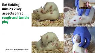 NC3Rs webinar Tickling rats for improved welfare [upl. by Dwinnell]