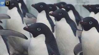 Penguin Sights amp Sounds  Antarctica  Lindblad ExpeditionsNational Geographic [upl. by Diad]