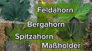 Ahorne unterscheiden Bergahorn Spitzahorn und Feldahorn [upl. by Arehc]