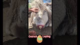 Ostrich laying an egg🥚  ostrich bird laying eggs  🥚 ostrich egg shorts [upl. by Yaner]