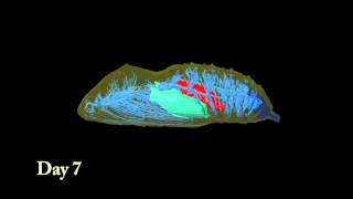 Animation of Developing Butterfly Chrysalis [upl. by Nahtannoj]