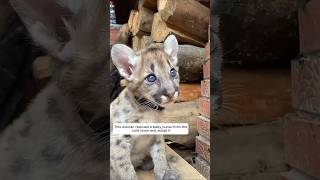 This woman rescued a baby puma from the cold snow and adopted it animalshorts puma [upl. by Nohs]