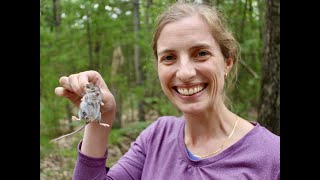 New UMBS Researcher Engages Students in Study of Mouse Parasites in Forest Ecosystems [upl. by Llahsram]