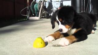 Bernese Mountain Dog Puppy vs Lemon The Most Adorable Puppy [upl. by Crescentia61]