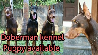 Doberman KennelDoberman PuppyDoberman kennel keralaDoberman malayalam [upl. by Amlev176]