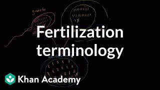 Fertilization terminology gametes zygotes haploid diploid  MCAT  Khan Academy [upl. by Oicaro]