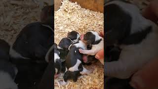 SURPRISE 8 Beautiful newborn BEAGLE puppies for our lovely gal TESSIE [upl. by Timothea]