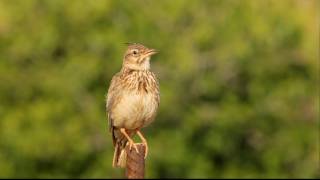 Kuifleeuwerik  Galerida cristata  Crested Lark [upl. by Edison494]