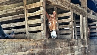 Historic Longstreet Farm at Holmdel Park [upl. by Gnat150]