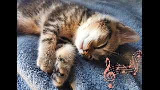 Musique douce et relaxante pour endormir un chat berceuse avec ronronnement  3 Heures 💖 ♬ ♬ [upl. by Glennon]