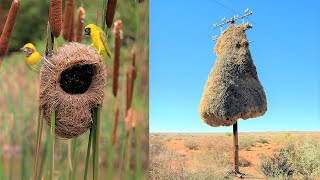 15 Most Amazing Nests Built By Bird Architects [upl. by Keele]