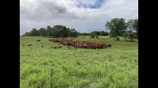 Dynamite results 60 days later after putting pressure on sericea lespedeza with cattle [upl. by Aire964]