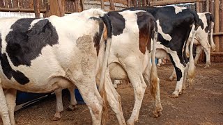 COW Farming  His Friesian COW Is giving 50 Litres Per day [upl. by Nylidnarb]