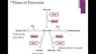 095Glycolysis Summary Fates of Pyruvate [upl. by Opportuna]