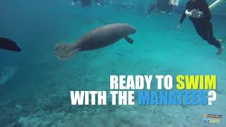 7 Fun Facts About Manatees [upl. by Hsivat977]