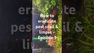 How to eradicate pest snail amp limpets  Episode 1 [upl. by Fifine]