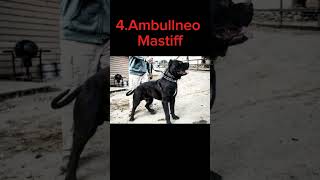 Rase De Câini Pentru Pază Și Protecție Tip Molosser Rare 2 shorts malinois mastiff canecorso [upl. by Divd]