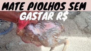 URGENTE PIOLHO DE GALINHA COMO ACABAR COM OS PIOLHOS DAS GALINHAS SEM GASTAR DINHEIRO ATUALIZADO [upl. by Cheng]