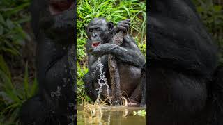 Smart Chimps Tool Use and ProblemSolving in Action 🐒🧠chimpanzees tooluse problemsolving [upl. by Shlomo]