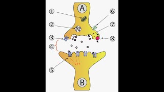 Diagramatic Explanation of the Mode of action of Neurotransmitters [upl. by Eireva]