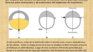 Bases Moleculares de la Gastrulación I [upl. by Nnaeel]