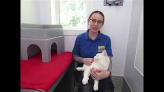 Cats Protection Bedtime Stories George and Mog and the VET [upl. by Erda]