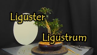 Liguster  Ligustrum [upl. by Anialad641]