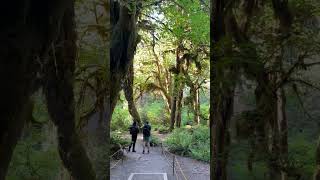 The Hoh Rainforest was scenic 😍 olympicnationalpark hallofmosses travel jurassicpark [upl. by Hotze]