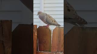 Mourning Dove Call dove shorts mourningdove dovecall wildlife bird nature [upl. by Coreen156]