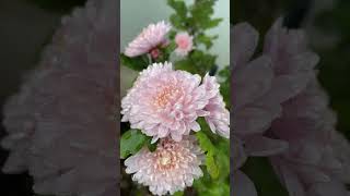 Chrysanthemum Flower shortvideo beautifulflowersintheworld flowers chrysanthemumflower [upl. by Rudie407]