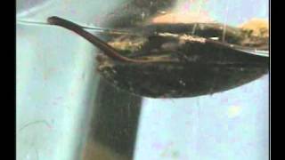 Rare video shows a mussel has sticktoitiveness [upl. by Esorlatsyrc479]