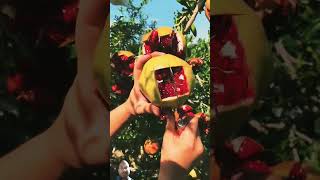 Pomegranate pomegranatecutting fruit nature fruitcutting NatureMeansPeacef8b [upl. by Darby543]