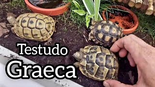 tortuga mora baby testudo graeca fenotipos marroquensi nabeulensis golden [upl. by Caines]