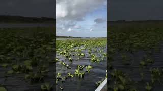 everglades florida explore nature beautiful amazing travel reisen usa bucketlist happy [upl. by Eahs240]