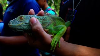 Marena libera ejemplares de Iguana Verde en el parque Volcán Masaya [upl. by Festatus]