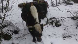 With two yaks through the Jura mountains [upl. by Millford]