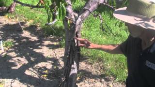 How to distinguish Phytophthora root rot from bacterial canker [upl. by Anyer]