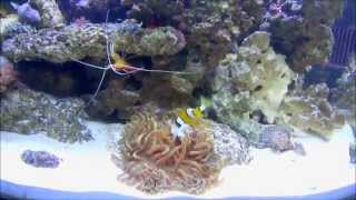 Clownfish Feeding Anemone [upl. by Oremodlab]