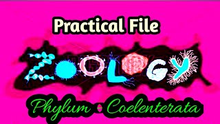 Phylum  Coelenterata  Zoology Practical File  diagram amp Comment BSc 3rd year 5th sem File work [upl. by Robison504]