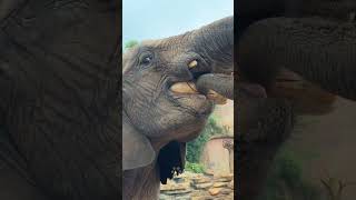 Elephant eating first person perspective [upl. by Abih710]