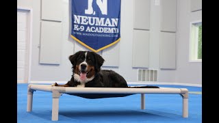 Thunder Bernese Mountain Dog Puppy Camp Dog Training Video Demonstration [upl. by Einaoj]