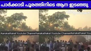 പാർക്കാടി പൂരത്തിനിടയിൽ ആന ഇടഞ്ഞു  Elephant attack in kerala  Parkkadi pooram 2024 [upl. by Reiniar]