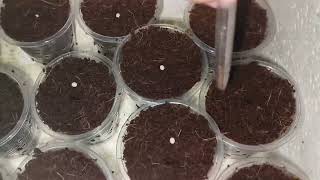 How to sow pelletized lettuce seeds  Rijk Zwaan [upl. by Tolmann283]